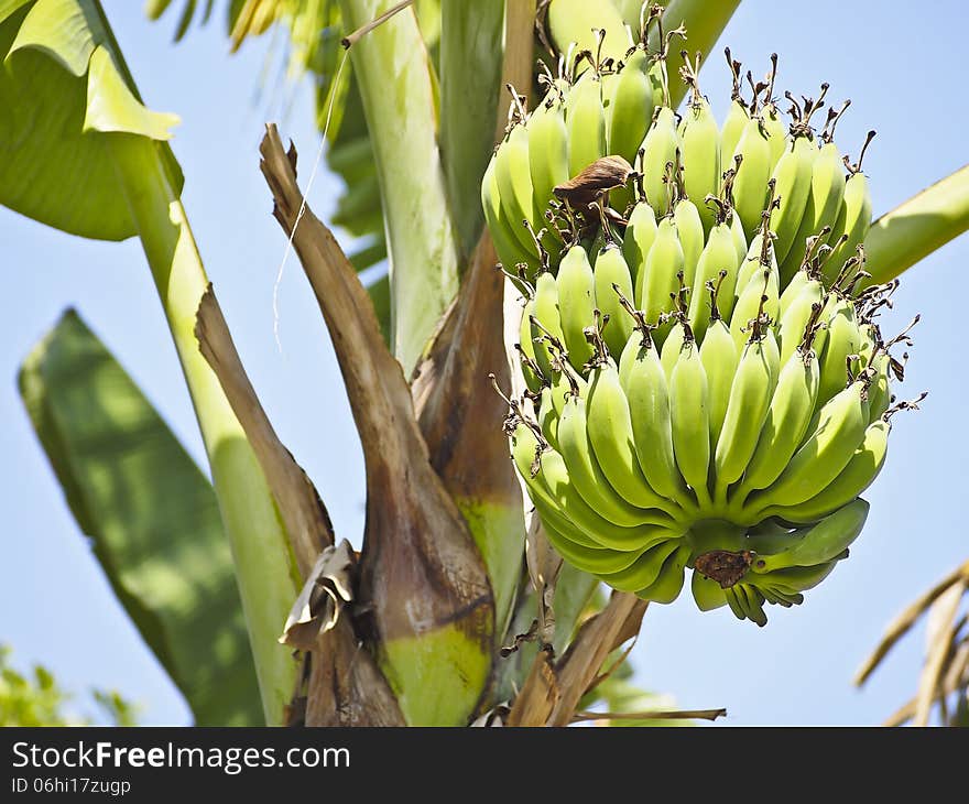 View of bundle green raw banana on banana tree in sunlight. View of bundle green raw banana on banana tree in sunlight