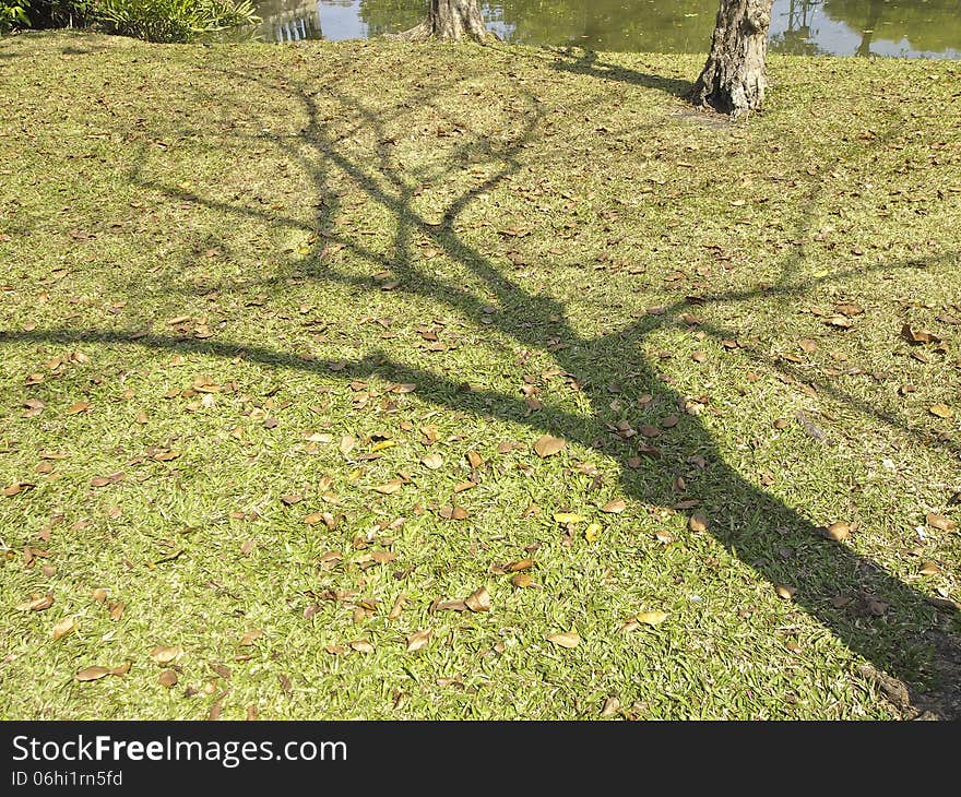 Shadow of bare tree on waterfront of park in sunny day. Shadow of bare tree on waterfront of park in sunny day