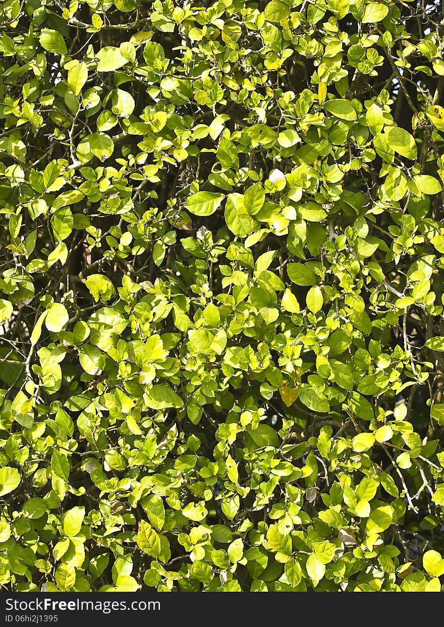 Texture and details of fresh green bush in sunlight. Texture and details of fresh green bush in sunlight