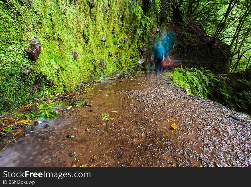 Wet path green vegetation wall