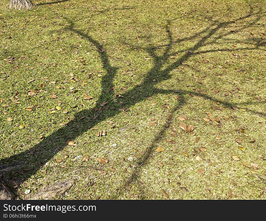 Shadow of bare tree on lawn of park in sunny day. Shadow of bare tree on lawn of park in sunny day