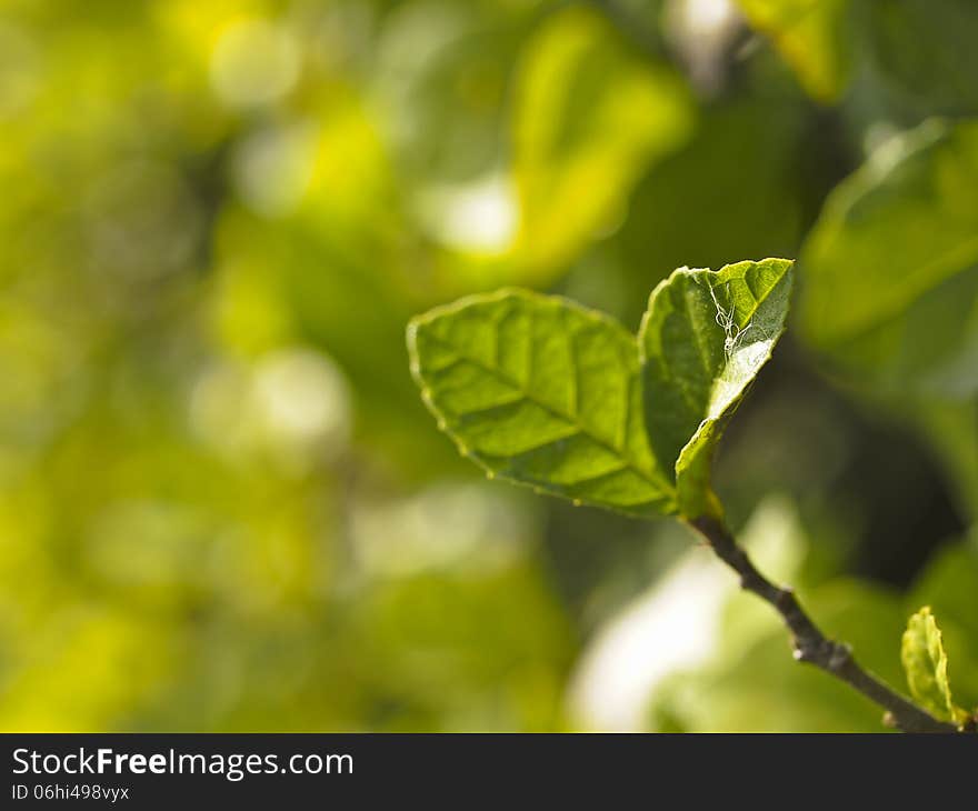 Closeup of green leaves in blur background. Closeup of green leaves in blur background