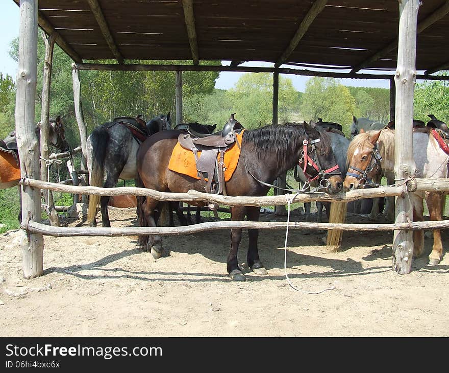 Horses saddled and ready to ride. Horses saddled and ready to ride