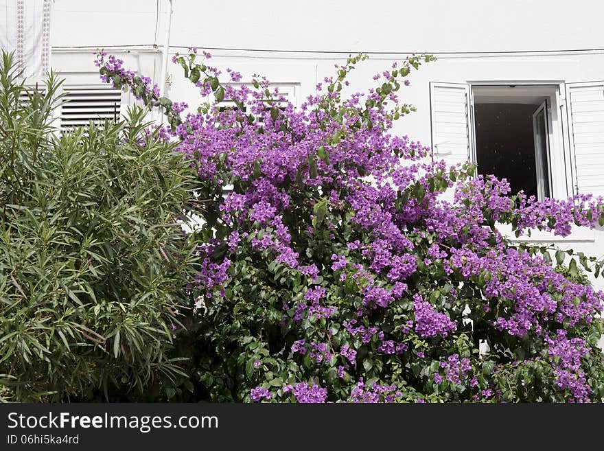 Purple bougainvillea