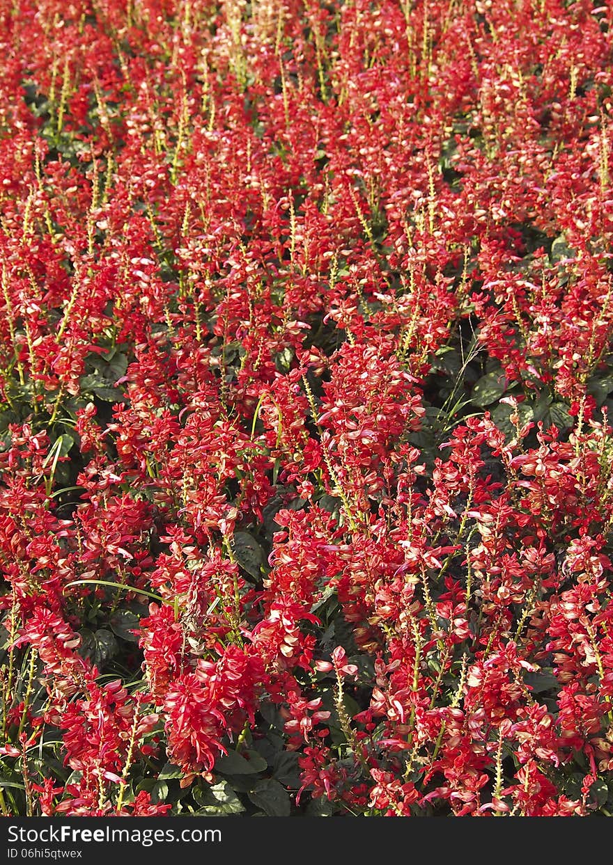 Background of red flower in flower plot in park. Background of red flower in flower plot in park