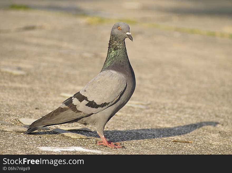 Lonely pigeon stand at floor in park in sunny day. Lonely pigeon stand at floor in park in sunny day