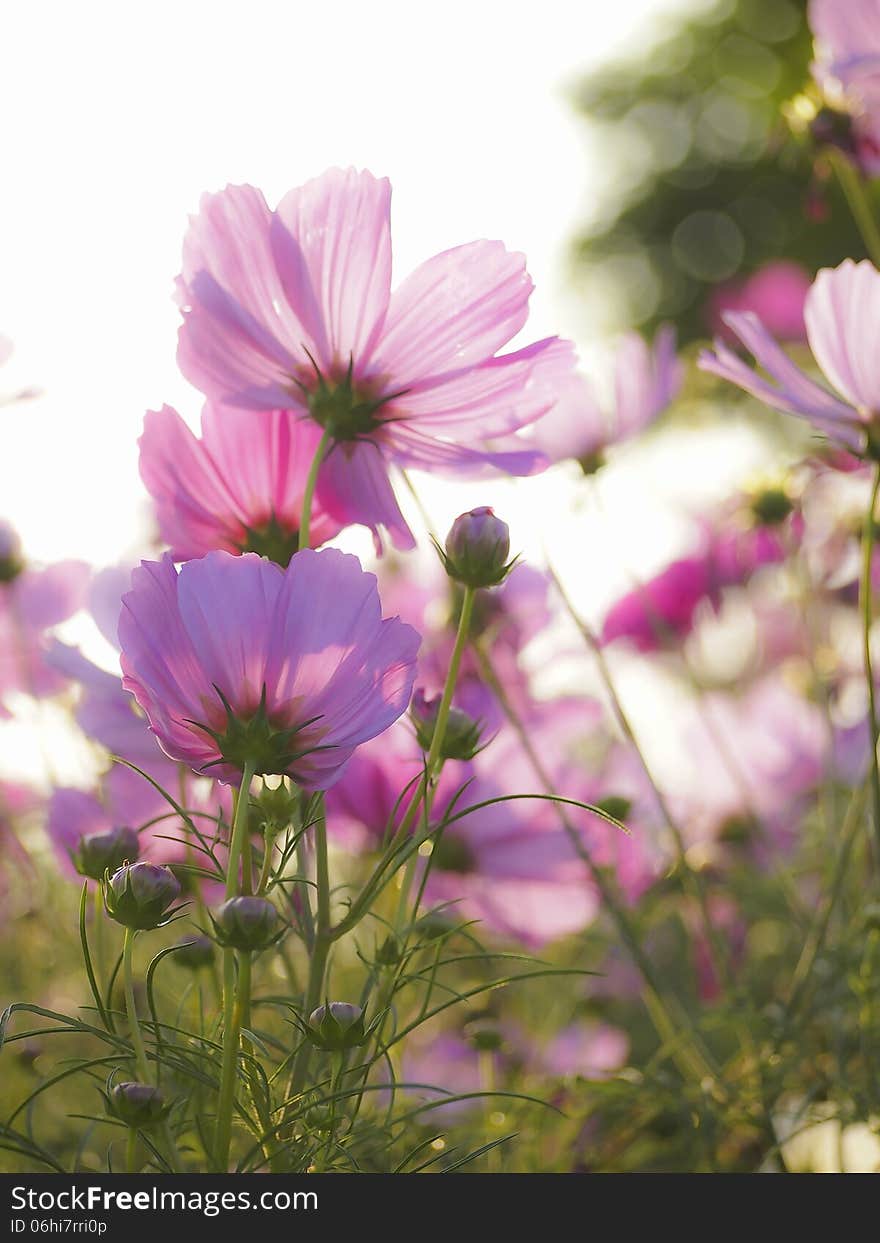 Blur image of beautiful violet blooming flower in sunlight. Blur image of beautiful violet blooming flower in sunlight