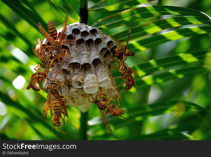 A nest in the making. The sting wasps usually build these nests under palm trees in Mauritius