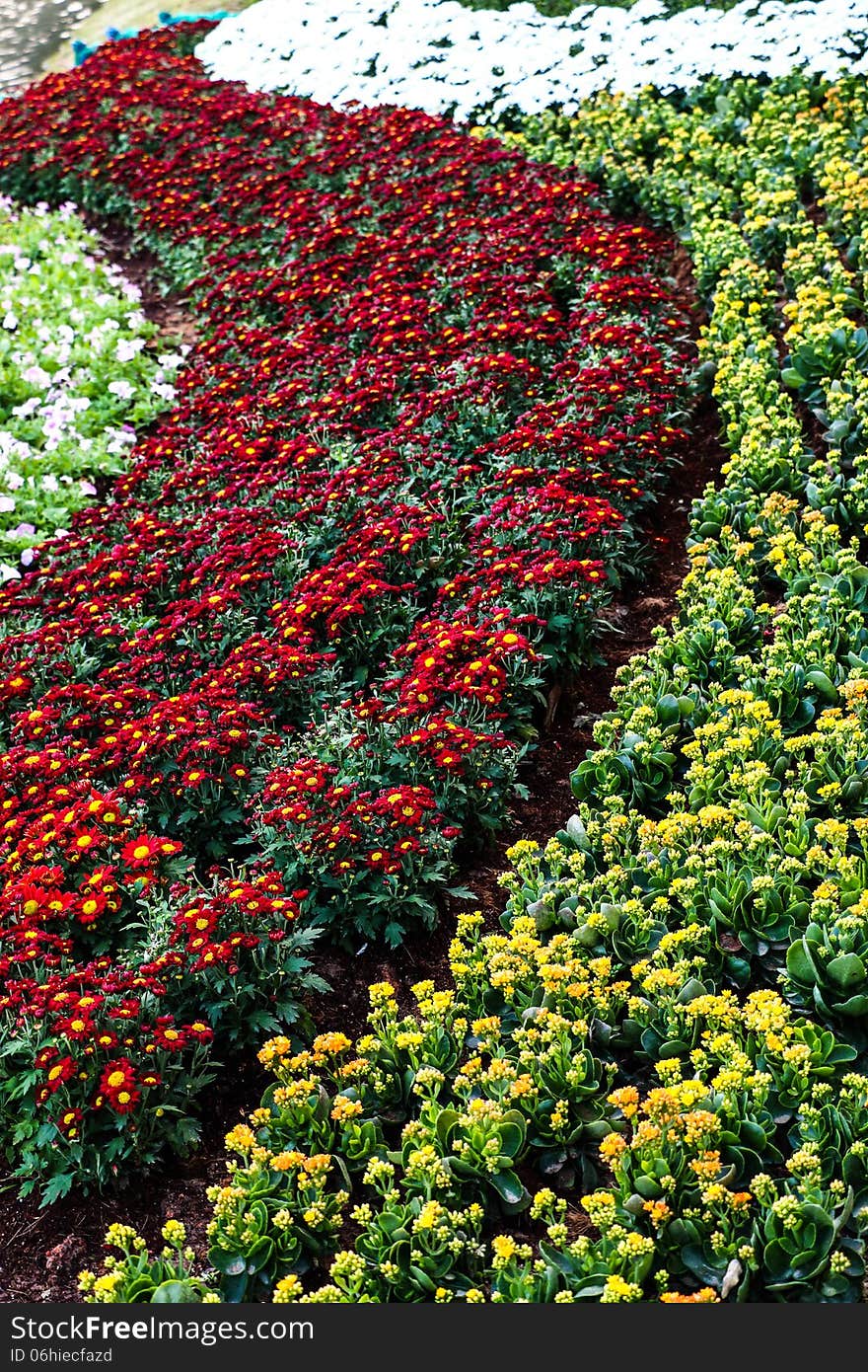 Colourful in the garden with flowers. Colourful in the garden with flowers