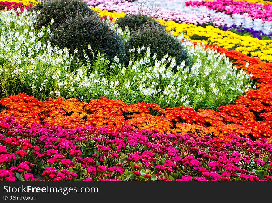 Colourful in the garden with flowers