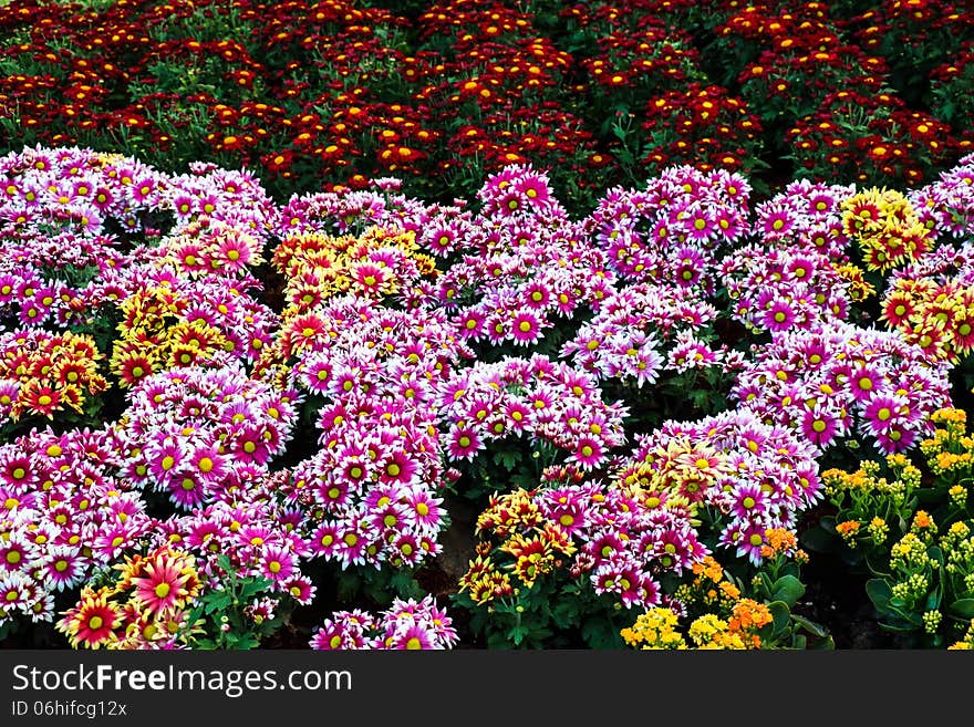 Colourful in the garden with flowers. Colourful in the garden with flowers