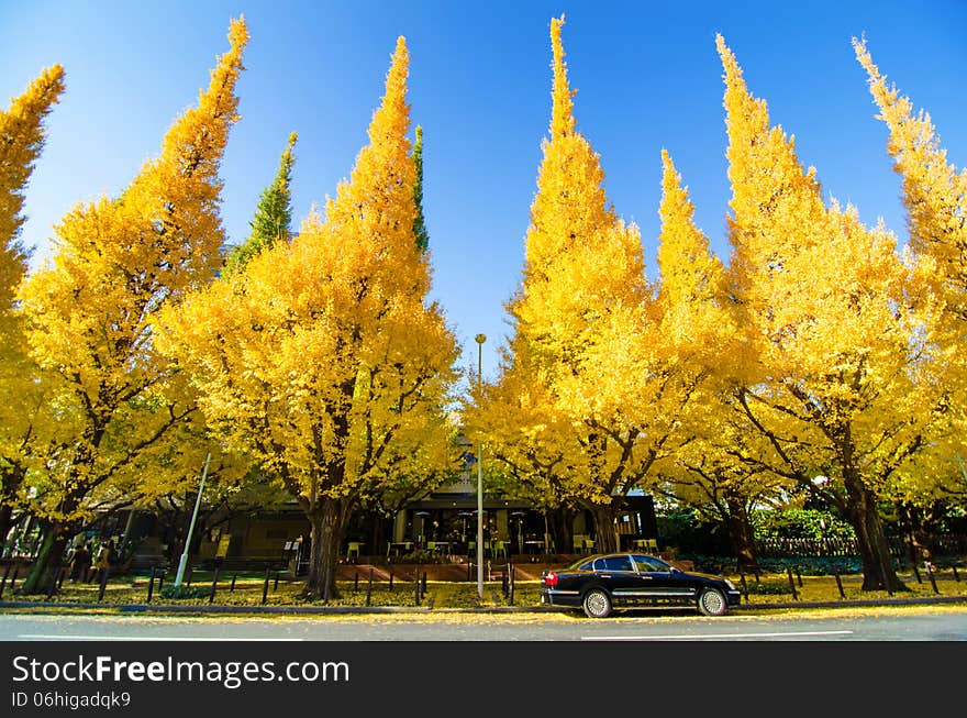 Ginkgo trees against blue sky, view from street