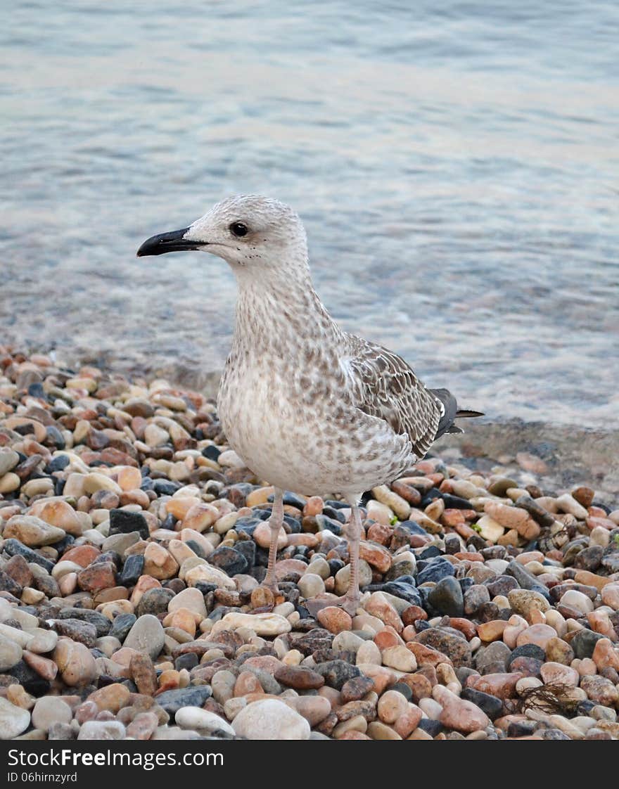 Seagull wildlife beautiful background sea stones