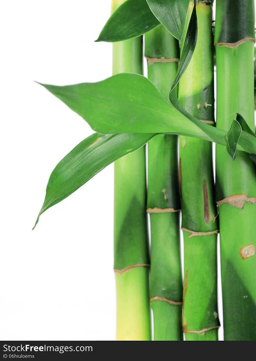 Very beautiful and unusual plant bamboo. Very beautiful and unusual plant bamboo