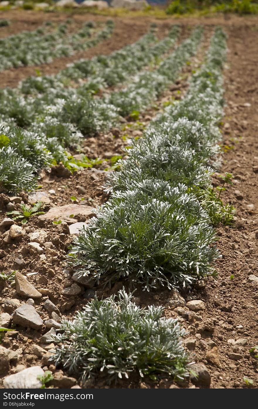 Culture en montagne de thym et plante aromatique. Culture en montagne de thym et plante aromatique