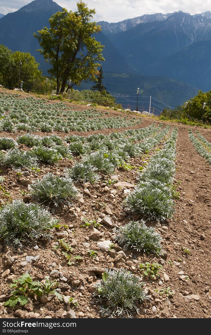 Culture en montagne de thym et plante aromatique. Culture en montagne de thym et plante aromatique