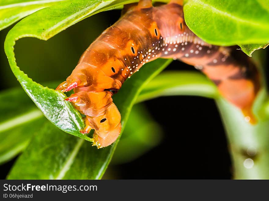 Butterfly larva eating green leaf. Butterfly larva eating green leaf