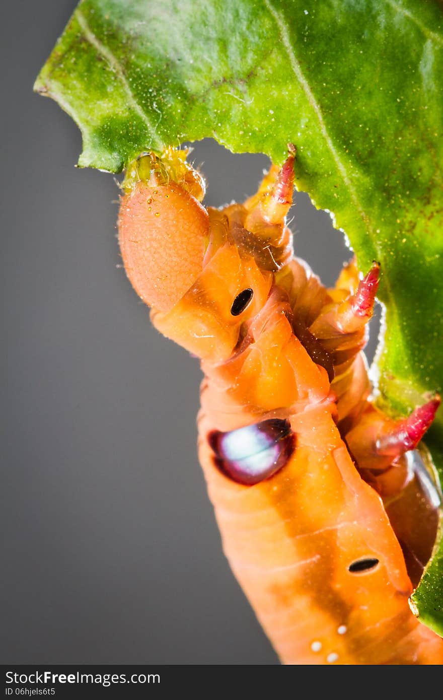 Butterfly larva eating green leaf. Butterfly larva eating green leaf