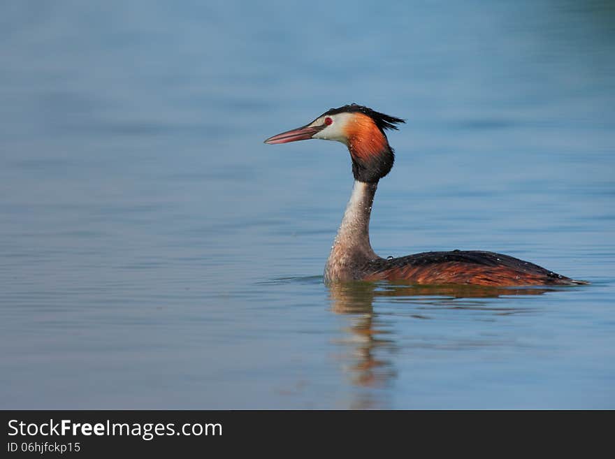 Side view of a Great Crested Grebe (Podiceps cristatus) in water. Side view of a Great Crested Grebe (Podiceps cristatus) in water.