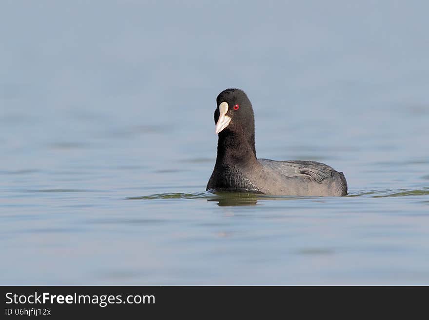 Eurasian Coot &x28;Fulica atra&x29;.