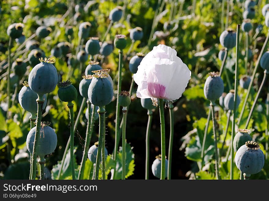 Poppy head with one delayed