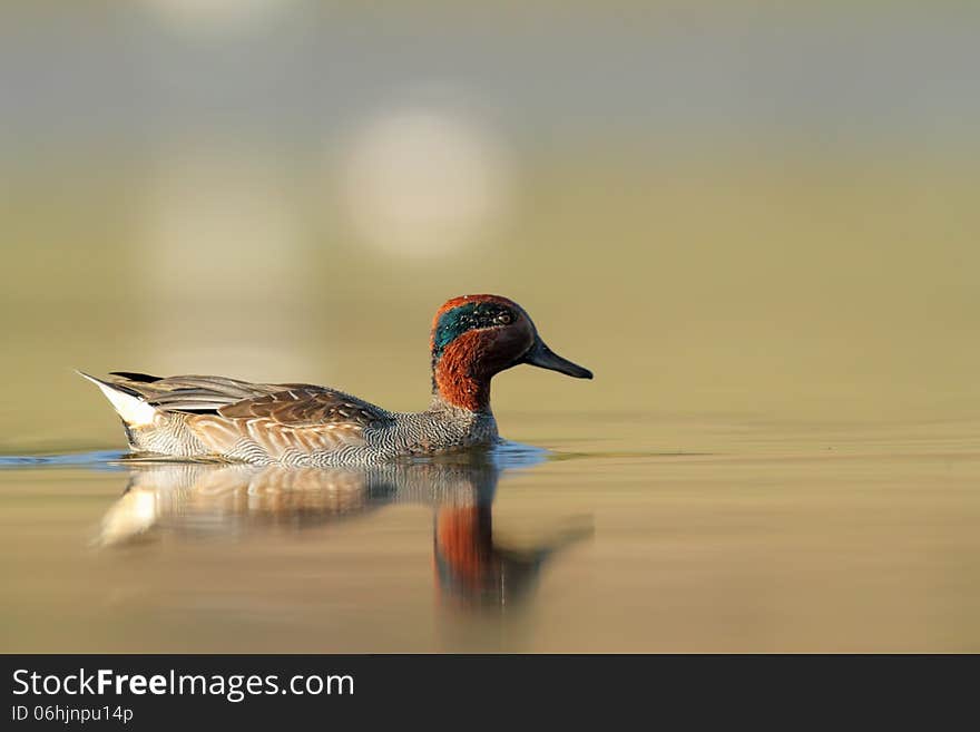 Eurasian Teal or Common Teal &x28;Anas crecca&x29;.