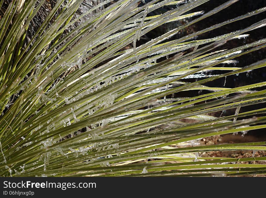 Icy Yucca Tree Branches