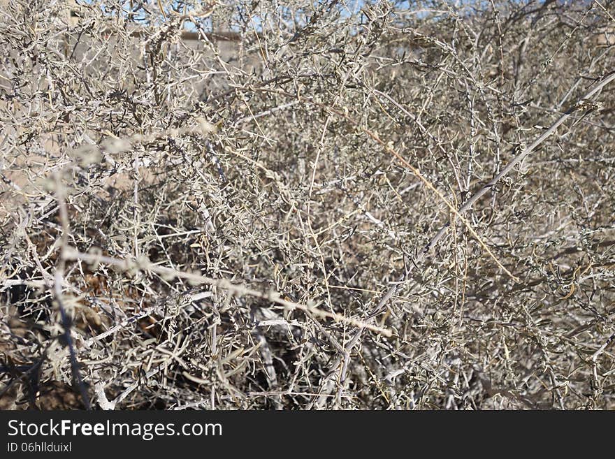 The Rabbit Brush Blurry