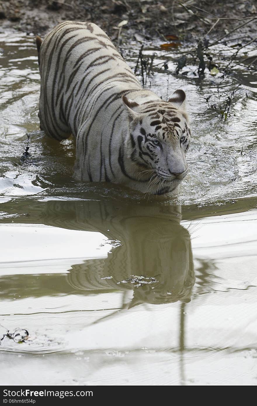 The white tiger is a rare pigmentation variant of the Bengal tiger, which is reported in the wild from time to time in Assam, Bengal, Bihar and especially in the former State of Rewa.