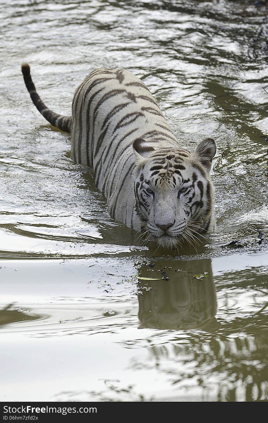 The white tiger is a rare pigmentation variant of the Bengal tiger, which is reported in the wild from time to time in Assam, Bengal, Bihar and especially in the former State of Rewa.