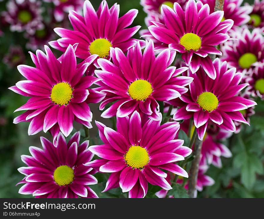 Red chrysanthemums