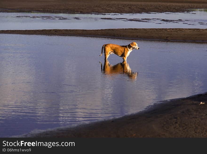 Dog in water from beach with reflection. Dog in water from beach with reflection