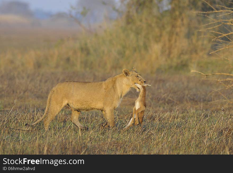 Lioness with prey.