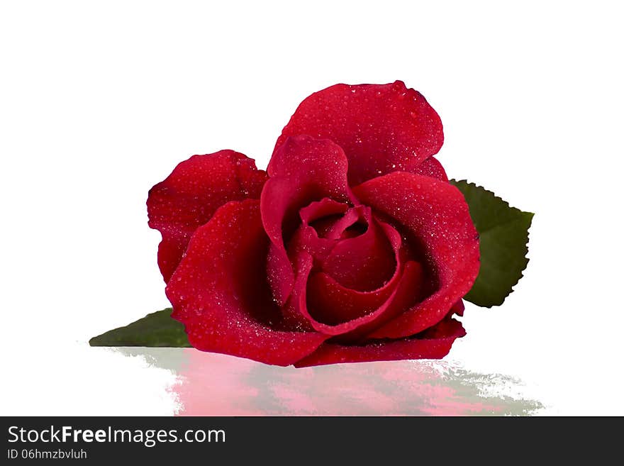 Flower of a red rose on a white background