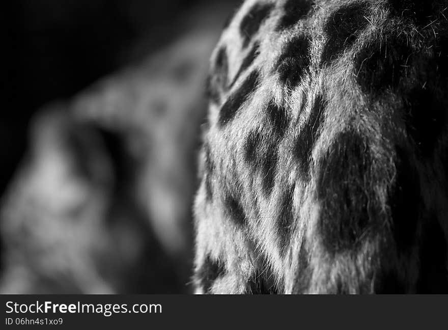 Detail of a beautiful young leopard's croup. Detail of a beautiful young leopard's croup