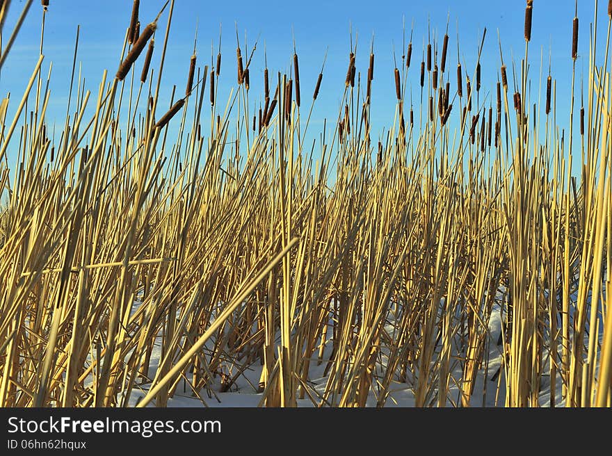 Reed on snow-covered lake, winter landscape, the blue sky