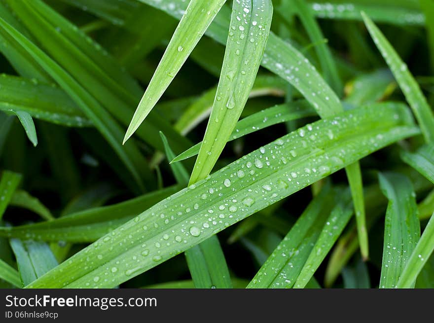 Reeds with waterdrops