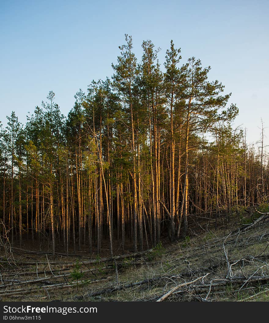 Landscape, pine forest illuminated by the setting sun. Landscape, pine forest illuminated by the setting sun