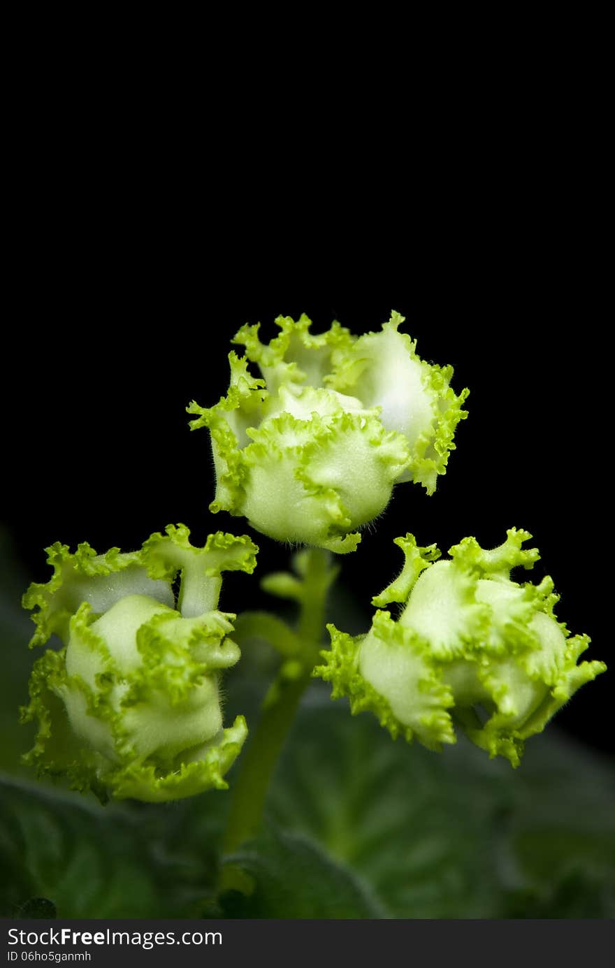 Blooming African violet Irish Laughter isolated on black