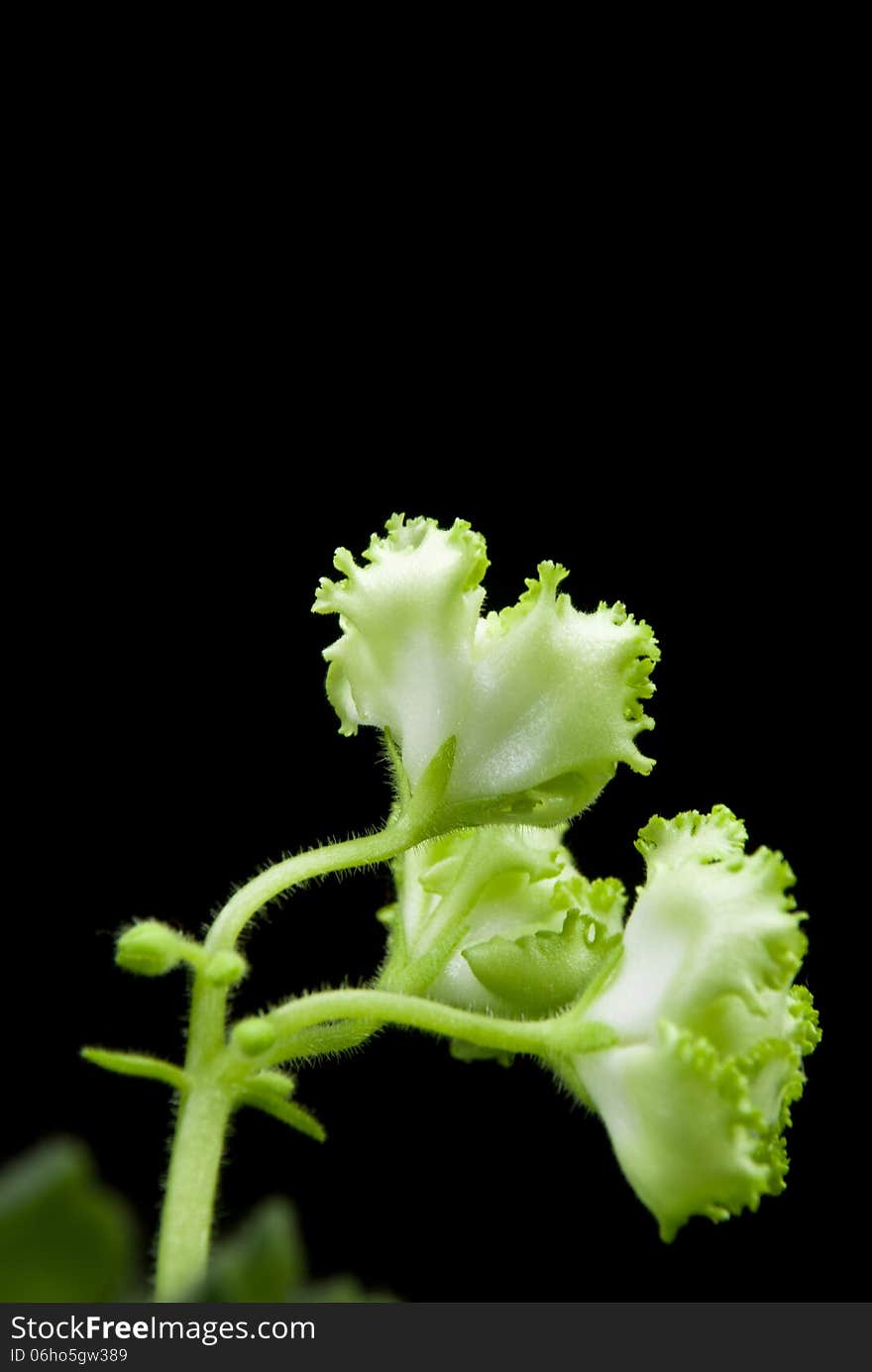 Blooming African violet Irish Laughter isolated on black