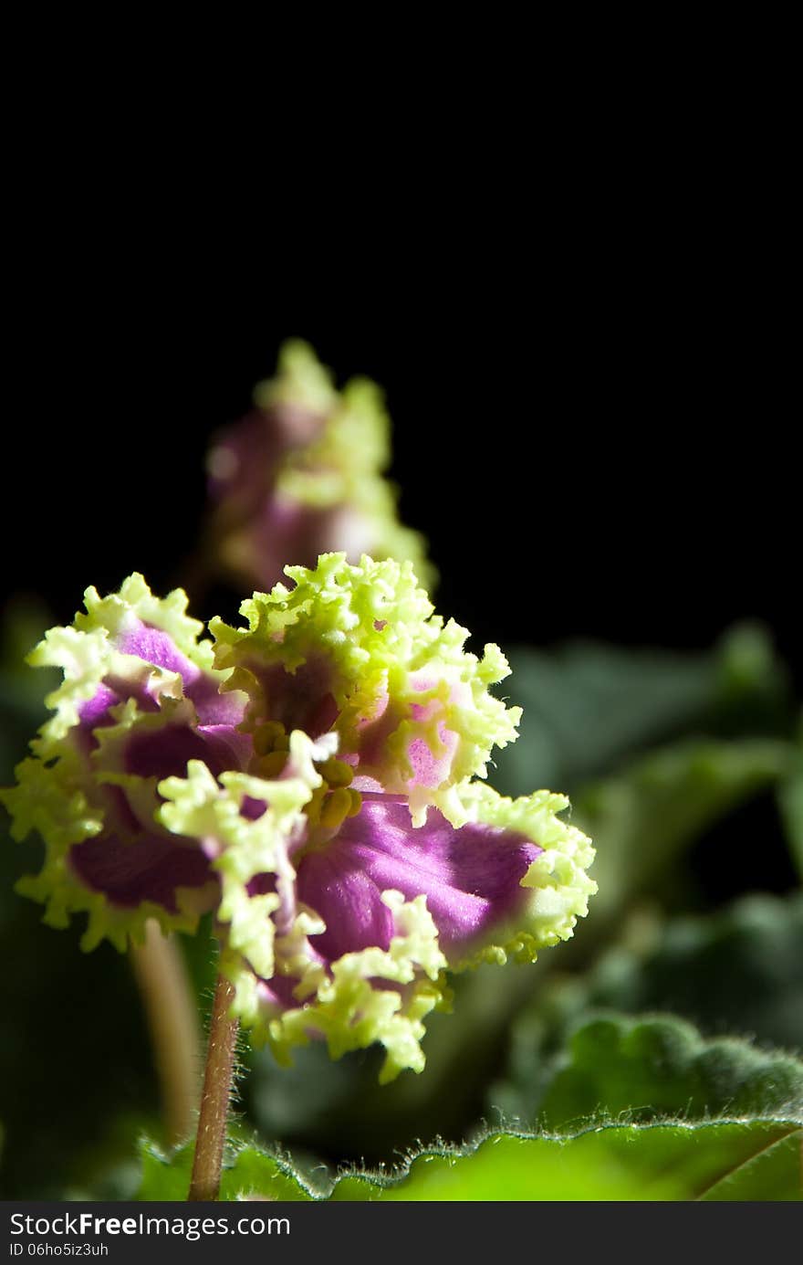 Blooming African violet isolated on black