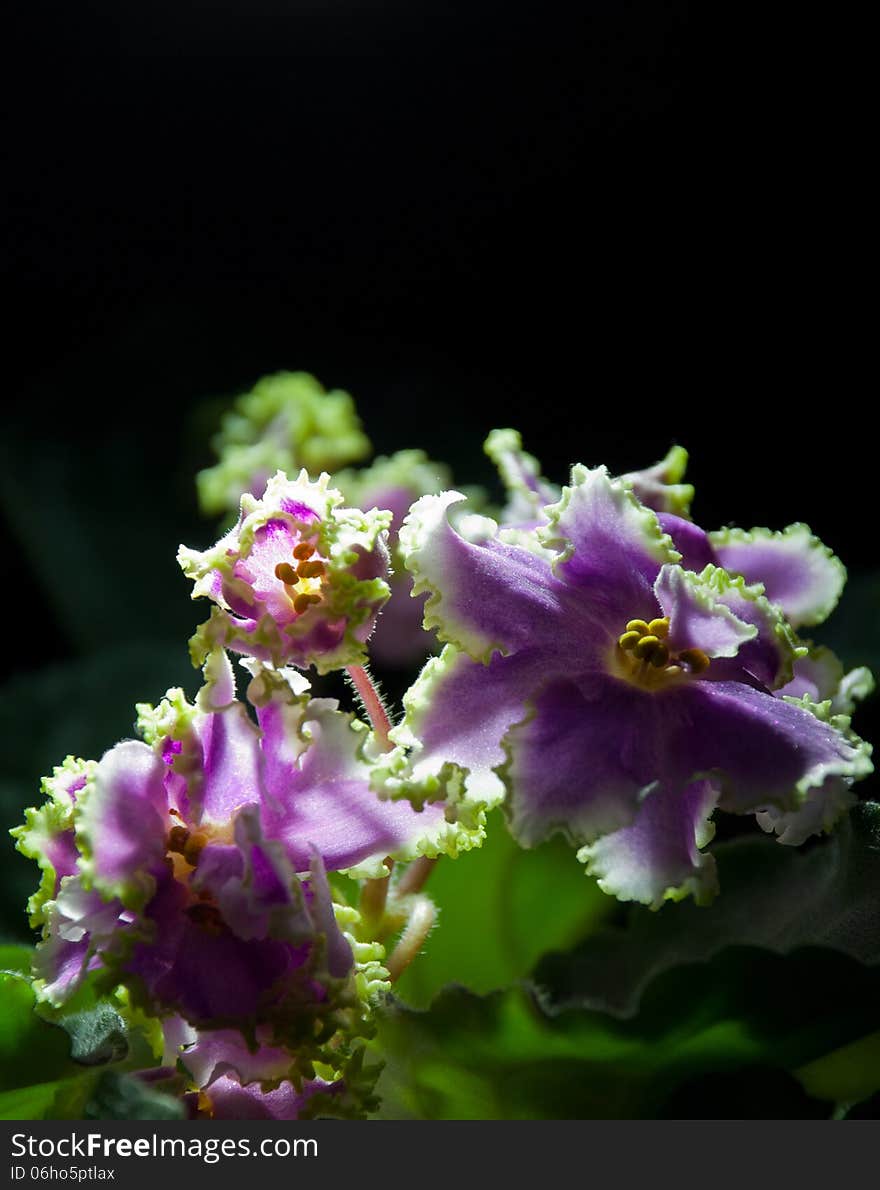 Blooming African Violet Isolated On Black