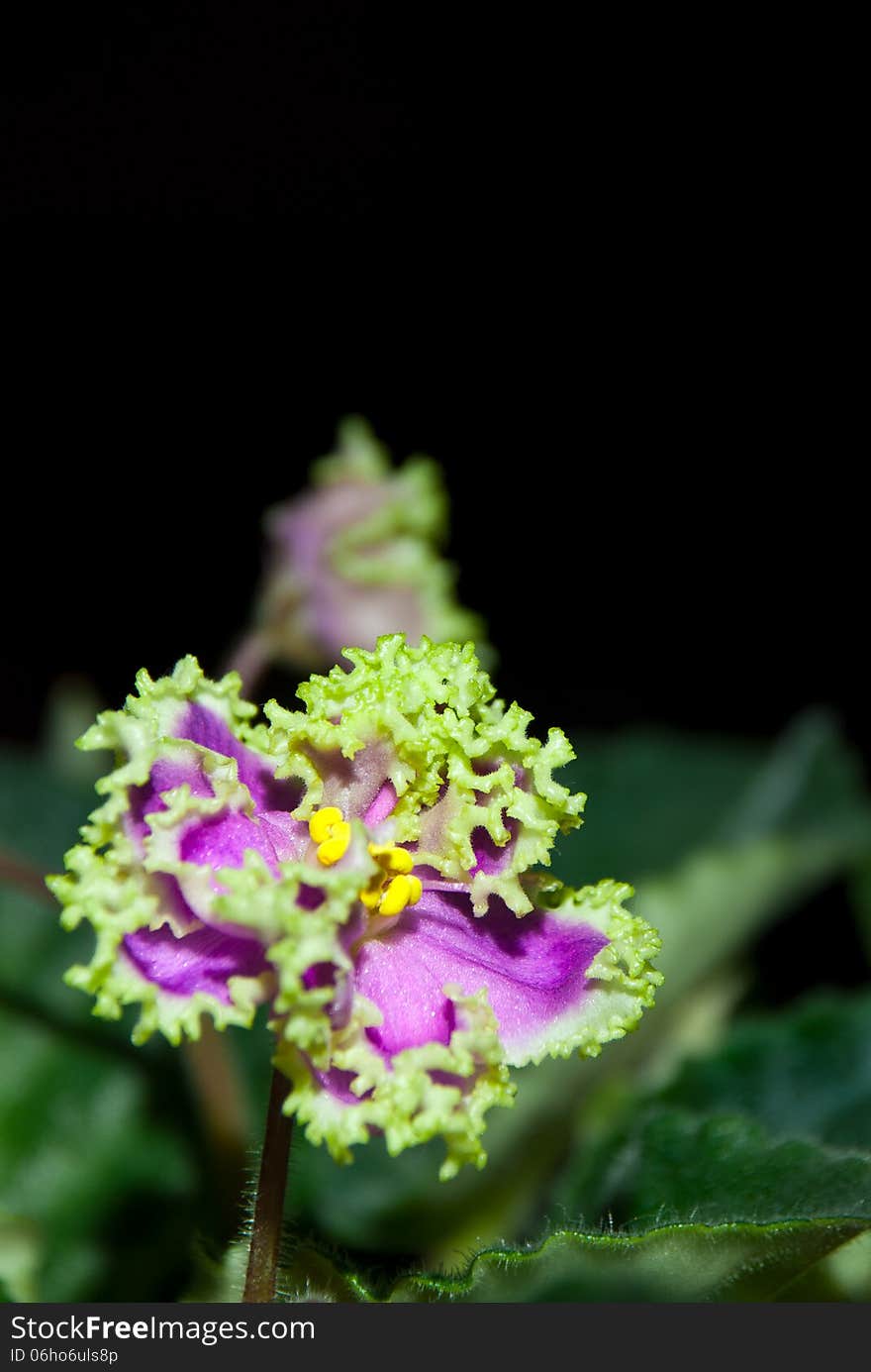 Blooming African violet isolated on black, Ukraine