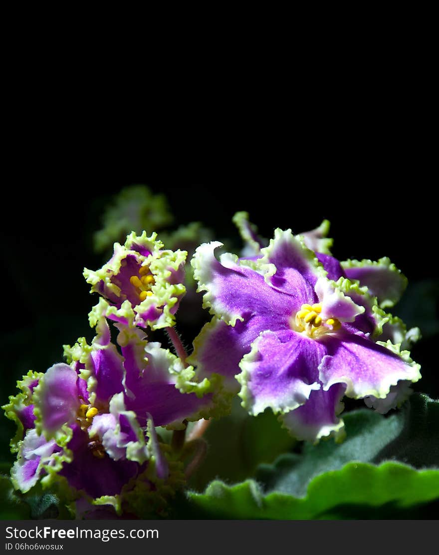 Blooming African violet isolated on black