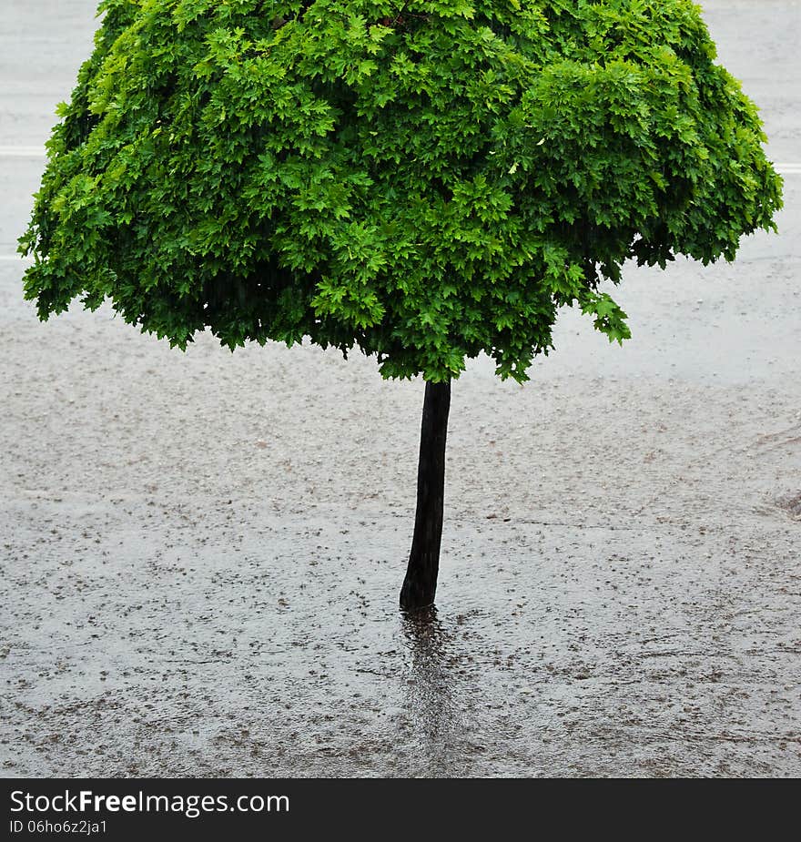 Lone maple tree with green leaves and rain, the city