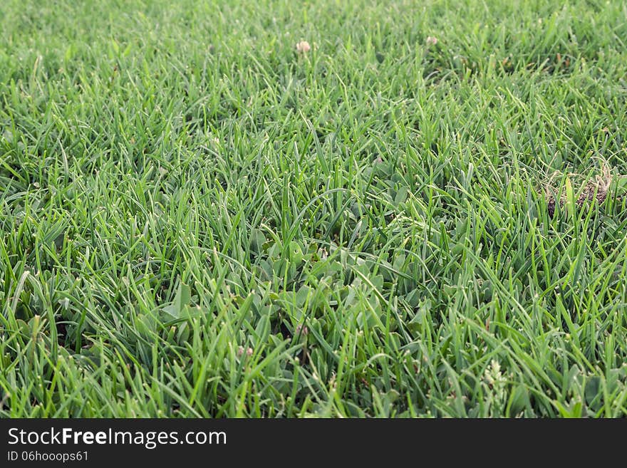 Close-up of Green Grass Field