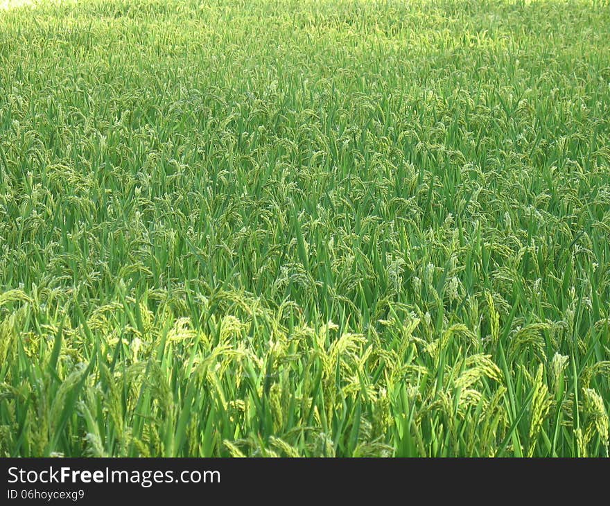 Rice Field Sinop