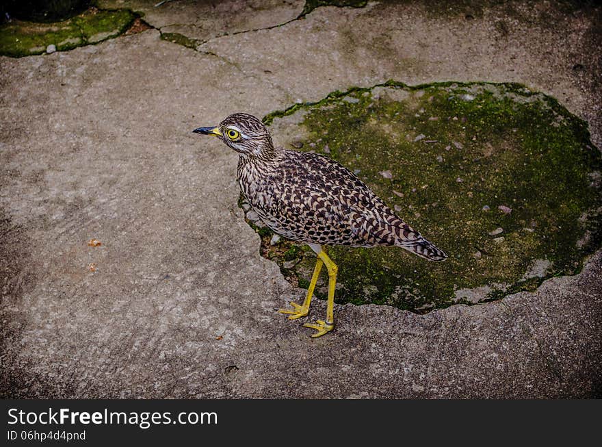 Thick Knee Bird