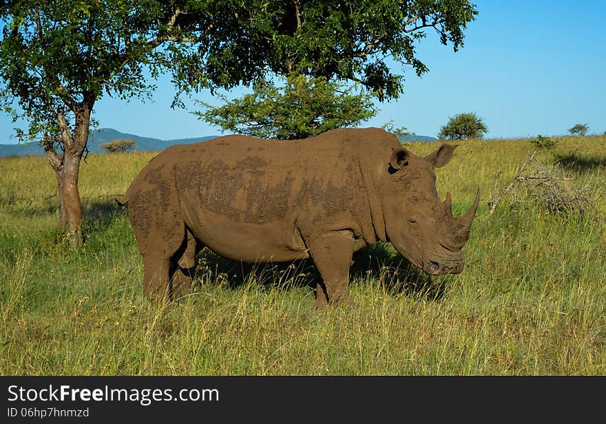 Rhino