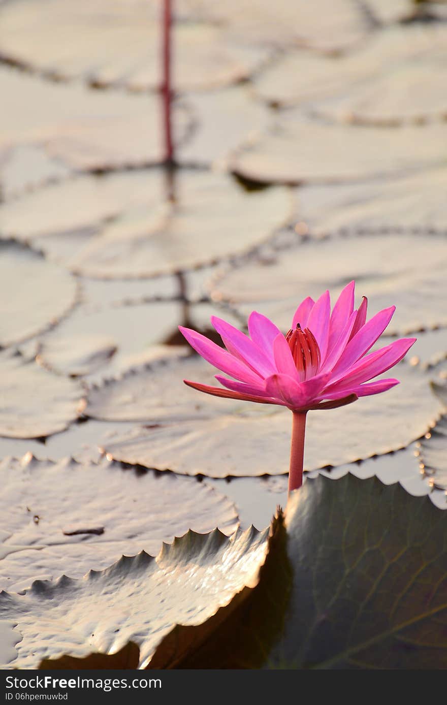 Red lotus pond